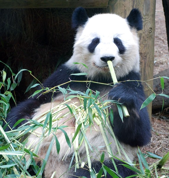 Panda Pete