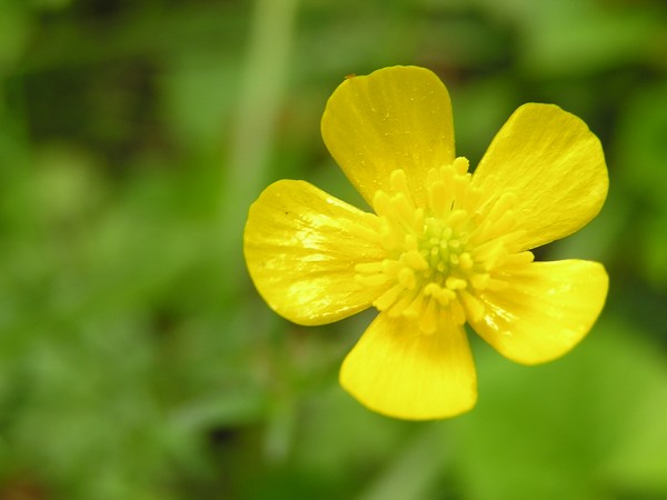 Buttercup close up