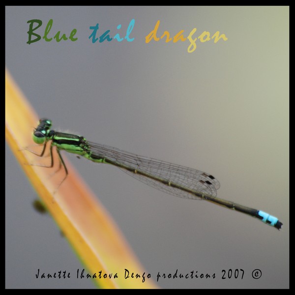 Blue Tail Dragon
