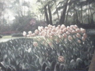Tulips in the Park