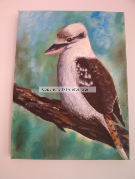 kookaburra
