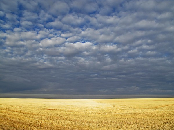 Wheat Field After Harvest 2