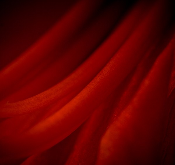 Veins