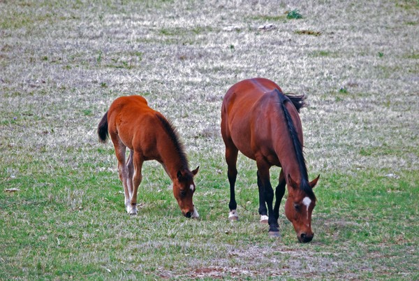 Mother and Foal