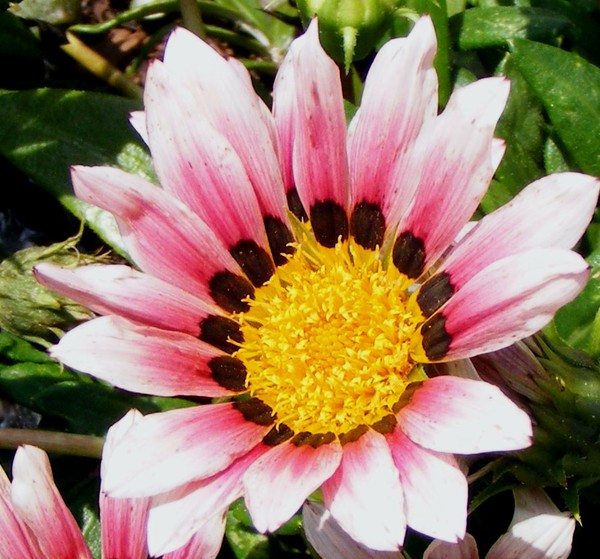 Kiss_Roses_4