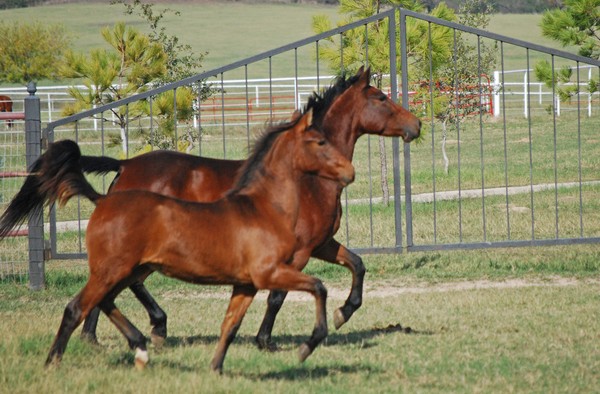 Andalusian Mom and Baby