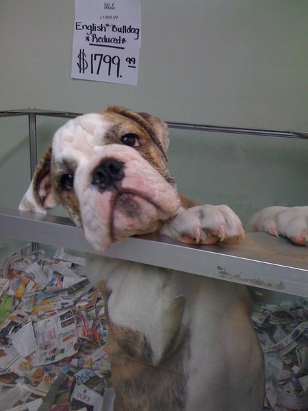 Who's That Doggie in the Window?