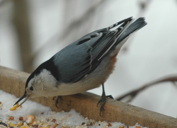 White Breasted Nuthatch
