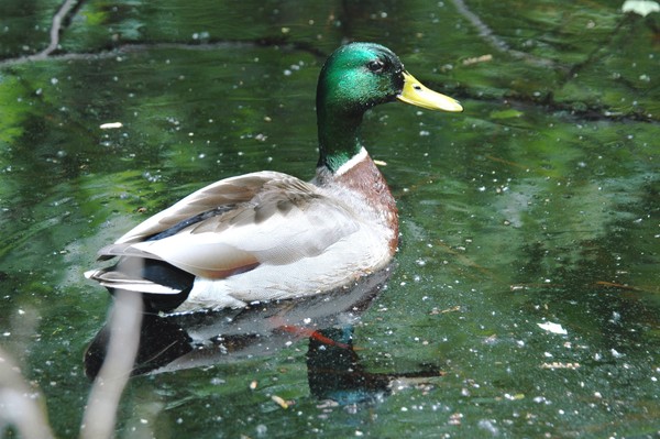 Drake Mallard  # 1
