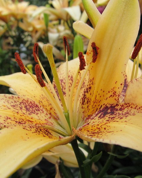 Yellow Lily