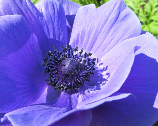 Purple Anemone