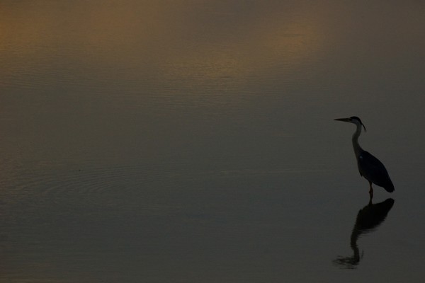 Grey Heron Reflection