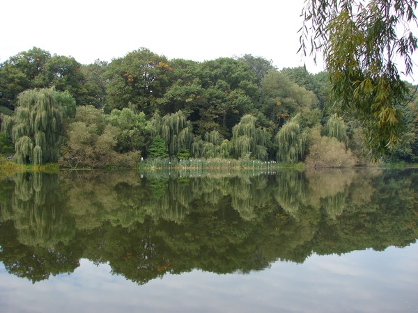 Reflections on the Lake