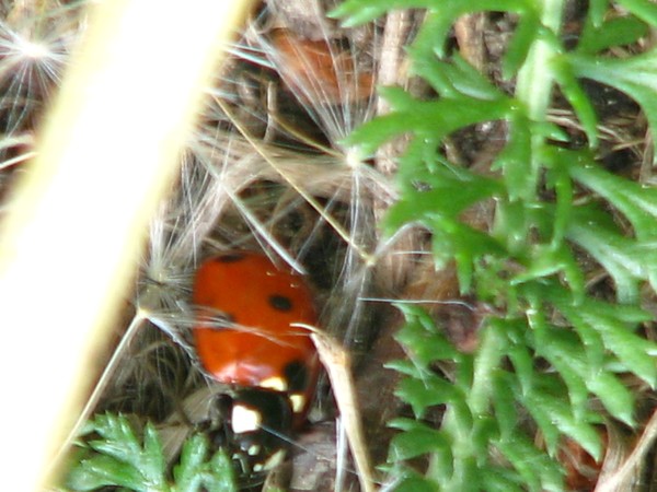-2008-ladybug closeup