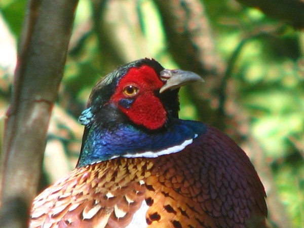 naturephoto -2008/birds