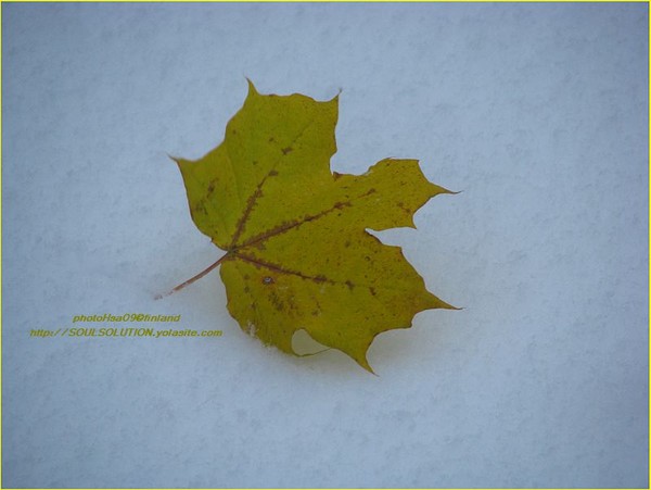 suprised by snow