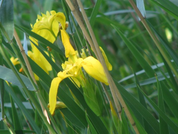 FLORAS SERIES/YELLOW