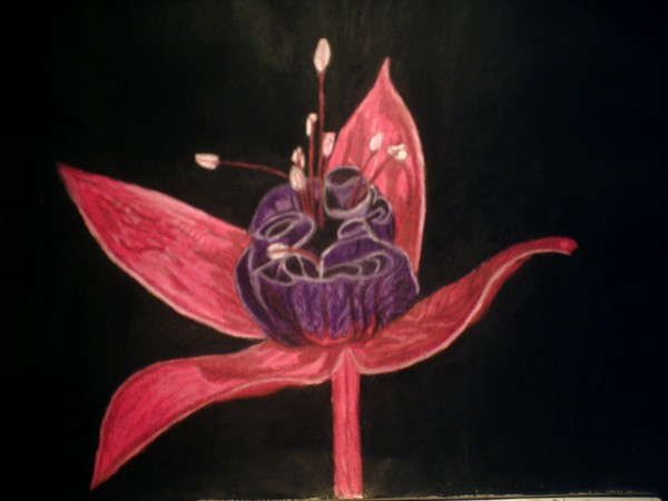 FUCHSIA BLOSSOM