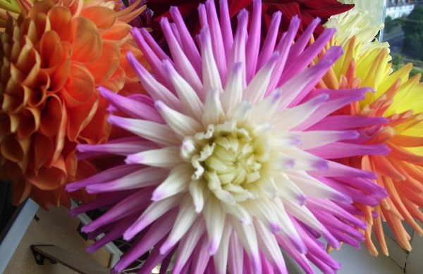 Look into my petals...
