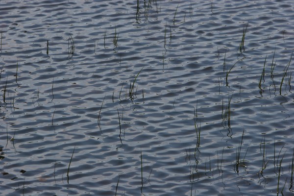 silent on the water