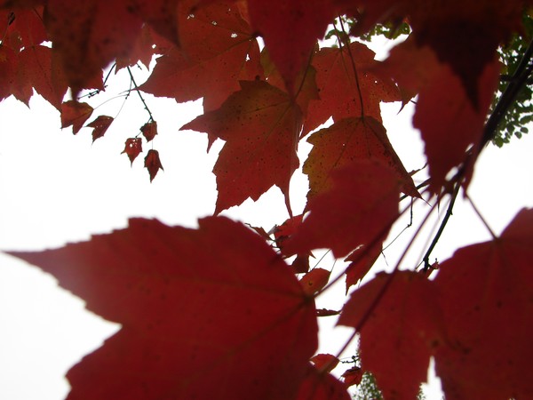 Sure To Fall