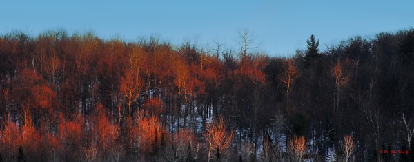 Forest on Fire
