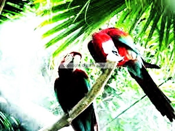 featherd friends 3