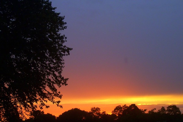 Over The Treetops