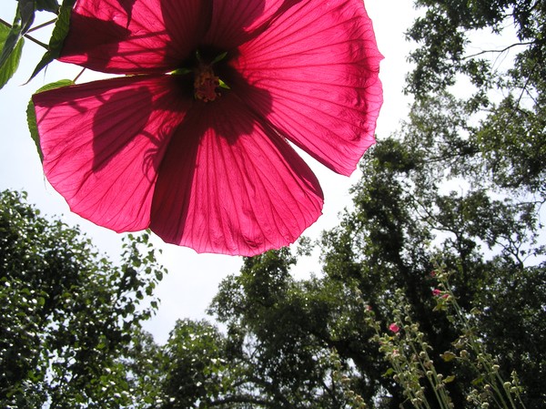 Floral Parachute