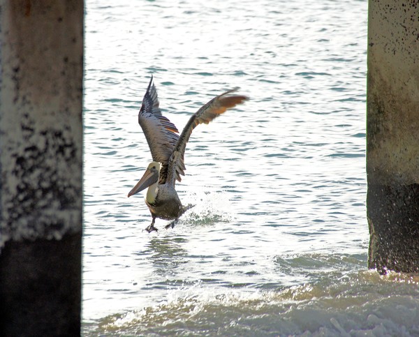 Fishing for Breakfast