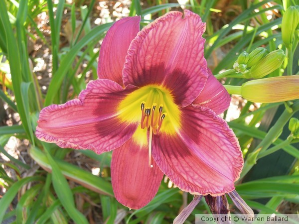 Lily 7/6/2012