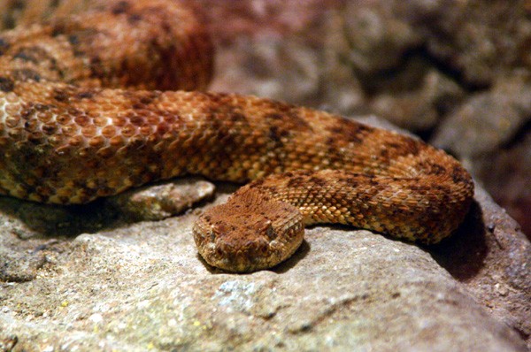 Snake