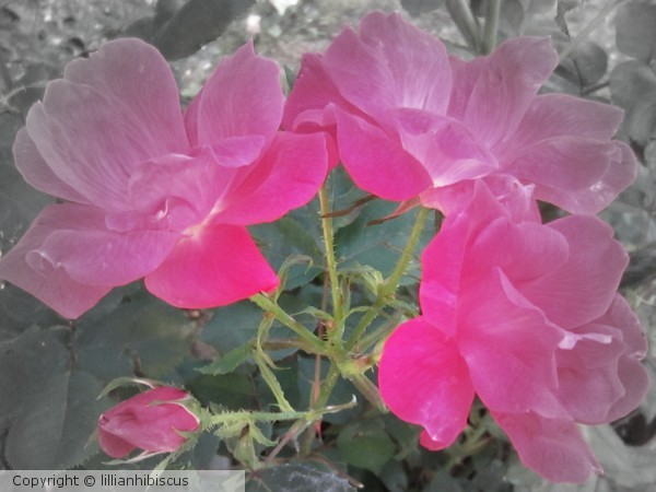 Red Roses 61512