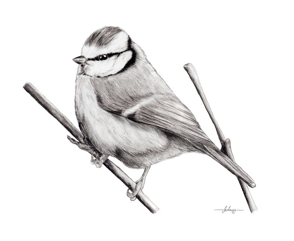 Blue Tit