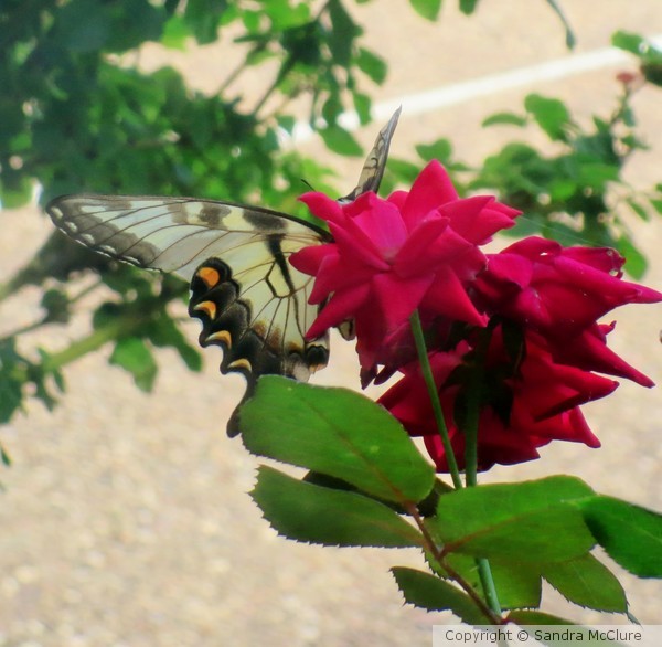 Fluttering By