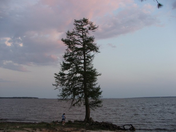 cedartree on the bay