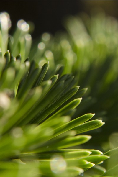 Pine Needles Study