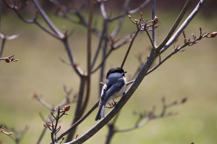 Chickadee