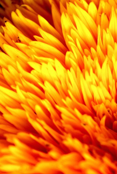 CHRYSANTHEMUM