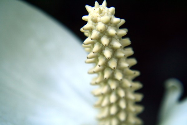 Spatiphilum Spear