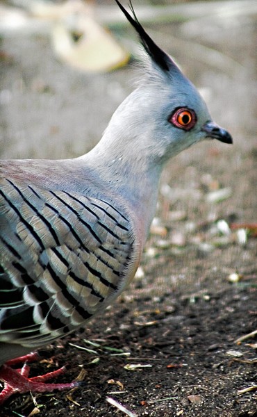 Grey Dove