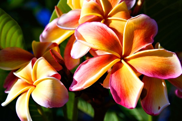 Frangipani 