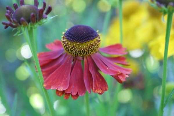 Curious red flower