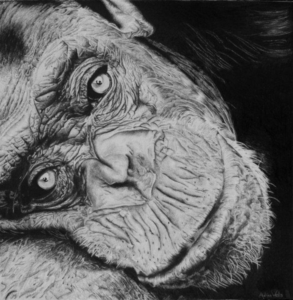Chimp Close Up