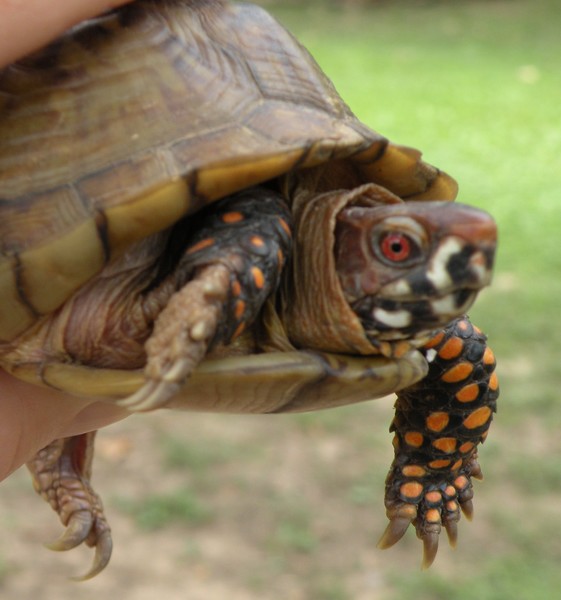 My spotted turtle