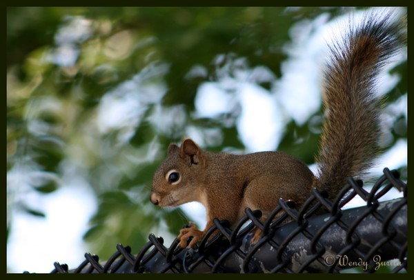 Squirrel