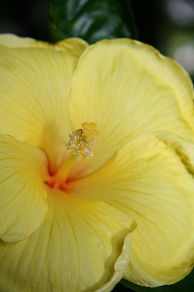 Tropical Floral Series #001