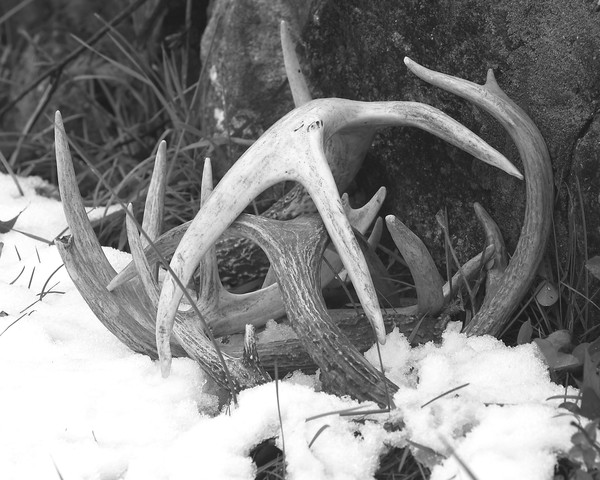 Antlers