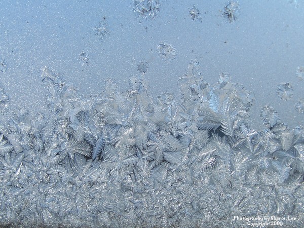 Feathered Blue Ice