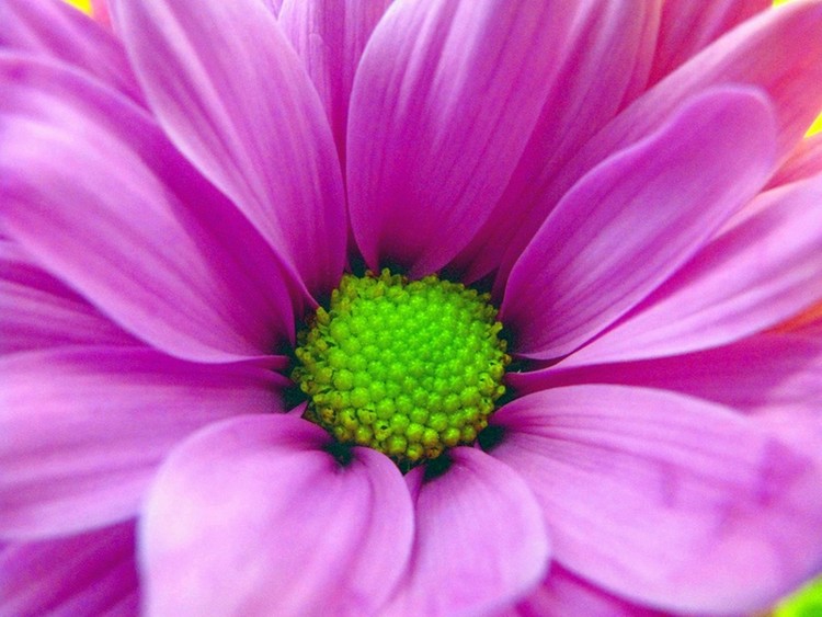 Pink Petals